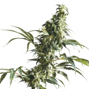 Mexican Sativa – Sensi Seeds