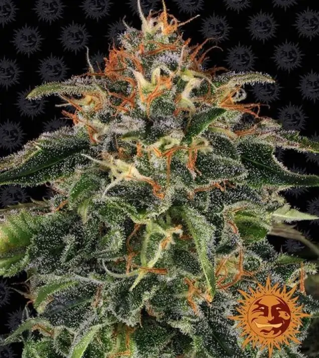 Moby Dick – Barney's Farm Moby Dick – Barney's Farm