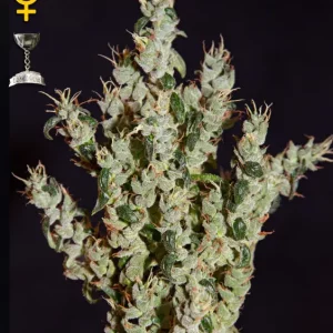 NL5 Haze Mist – Green House Seeds