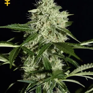 Northern Light Automatic – Green House Seeds
