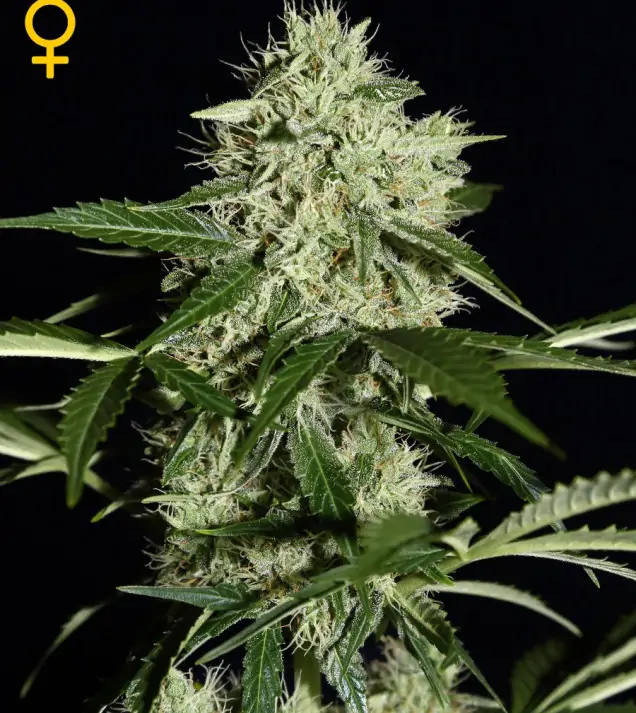 Northern Light Automatic – Green House Seeds Northern Light Automatic – Green House Seeds