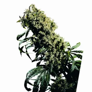 Northern Lights #5 x Haze – Sensi Seeds
