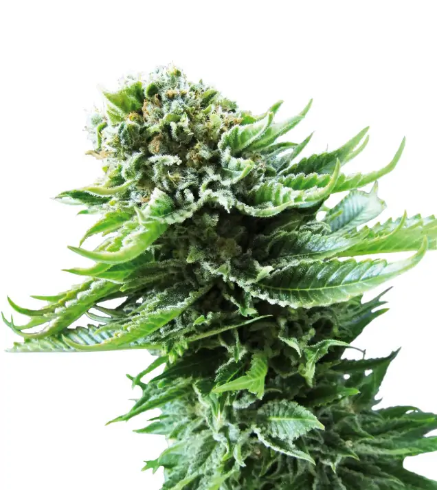 Northern Lights Auto – Sensi Seeds Northern Lights Auto – Sensi Seeds