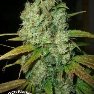 Northern Russian Auto – Kalashnikov Seeds