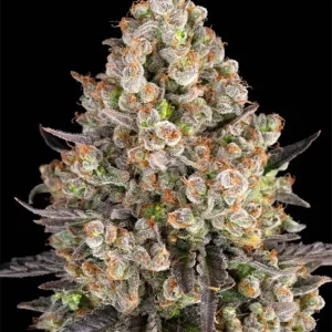 Cheese – Barney's Farm
