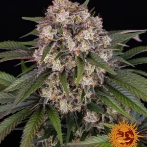 OG Kush Auto – Barney's Farm