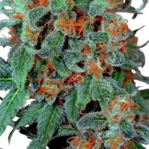 Orange Bud – Dutch Passion