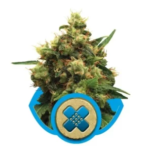 Painkiller XL CBD – Royal Queen Seeds