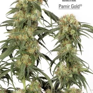 Pamir Gold – Dutch Passion