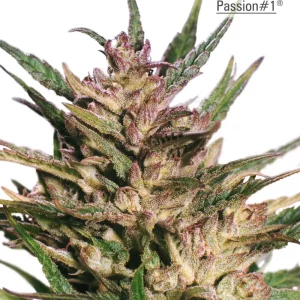 Passion #1 – Dutch Passion