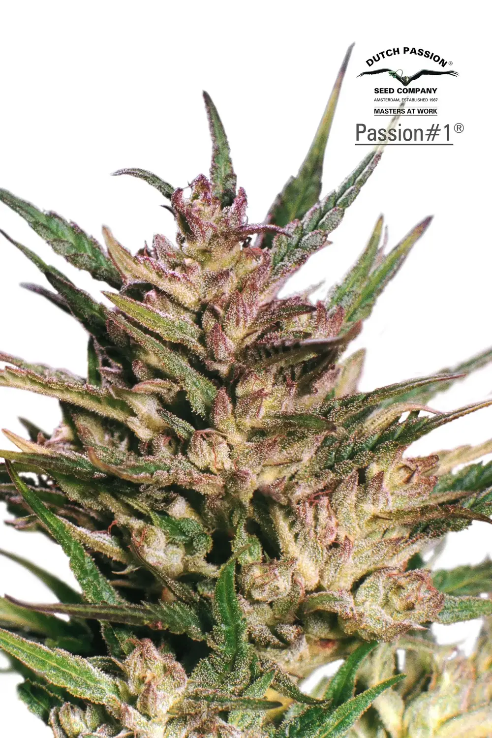 Passion #1 – Dutch Passion Passion #1 – Dutch Passion