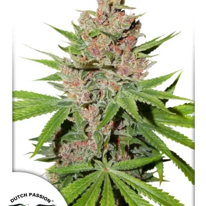 Passion Fruit – Dutch Passion