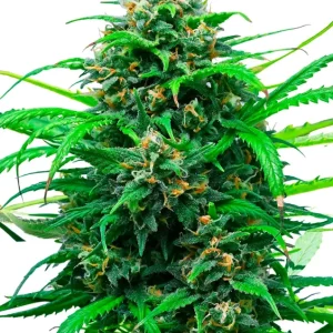 Pink Runtz Auto – Royal Queen Seeds