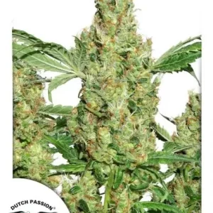 Power Plant Regular – Dutch Passion