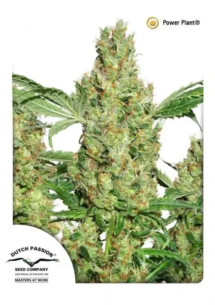Power Plant Regular – Dutch Passion Power Plant Regular – Dutch Passion
