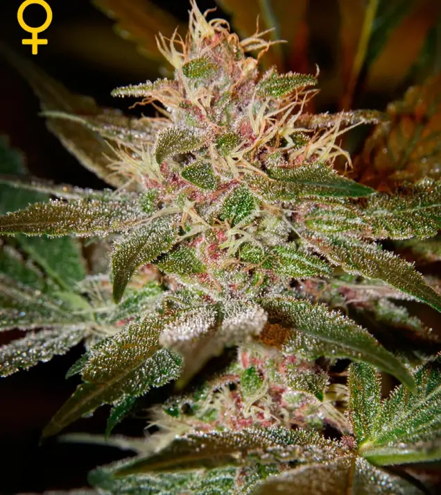 Pure Kush – Green House Seeds Pure Kush – Green House Seeds