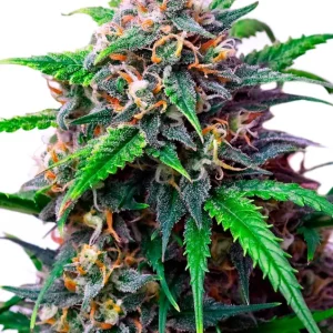 Royal Skywalker – Royal Queen Seeds