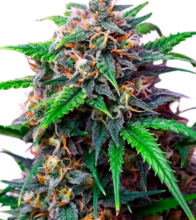 Purple Lemonade Auto – Royal Queen Seeds Purple Lemonade Auto – Royal Queen Seeds