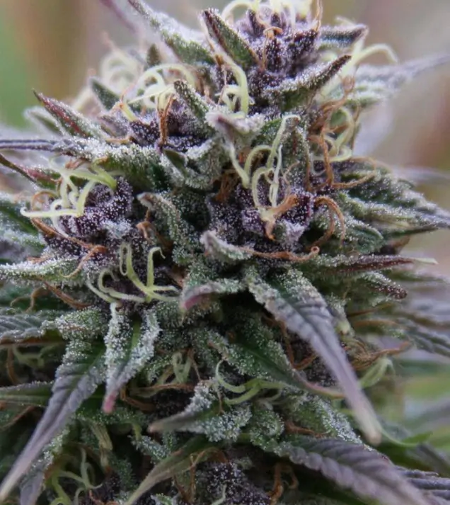 Purple Maroc – Female Seeds Purple Maroc – Female Seeds