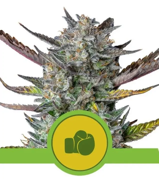 Purple Punch Auto – Royal Queen Seeds Purple Punch Auto – Royal Queen Seeds