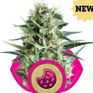 Royal Cookies – Royal Queen Seeds