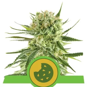 Royal Cookies Auto – Royal Queen Seeds