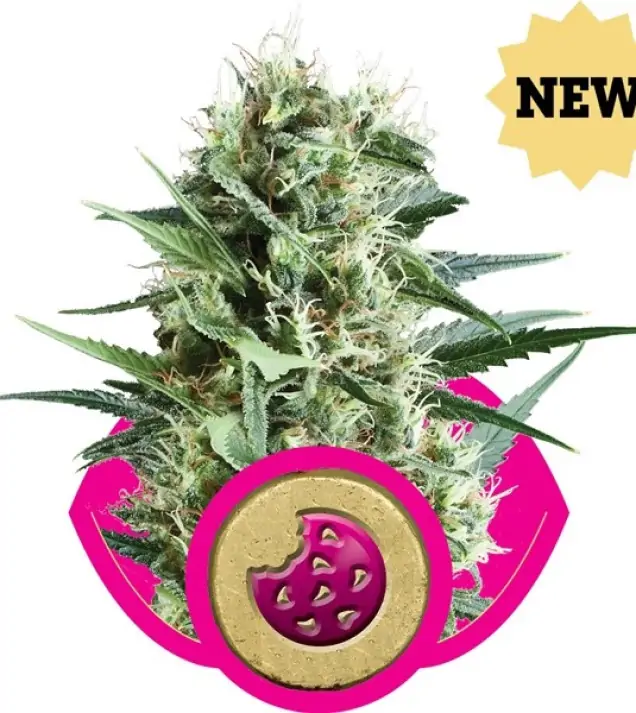 Royal Cookies – Royal Queen Seeds Royal Cookies – Royal Queen Seeds