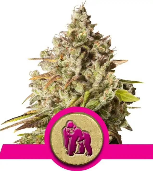 Royal Gorilla – Royal Queen Seeds Royal Gorilla – Royal Queen Seeds