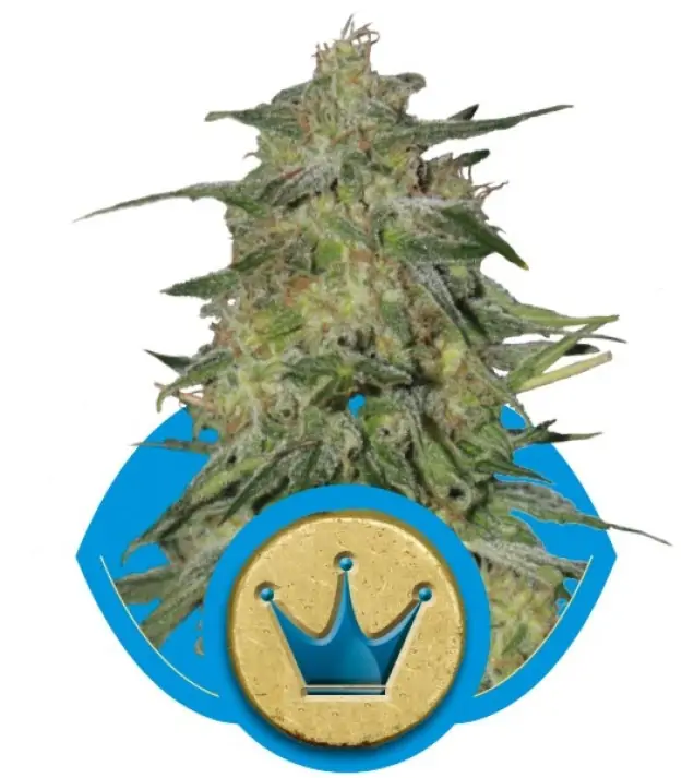 Royal Highness CBD – Royal Queen Seeds Royal Highness CBD – Royal Queen Seeds