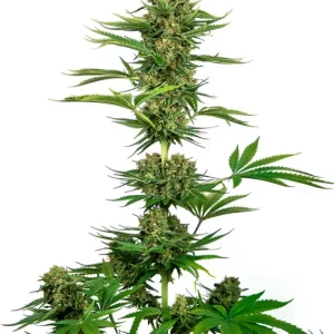 Satin Black Domina CBD – Sensi Seeds