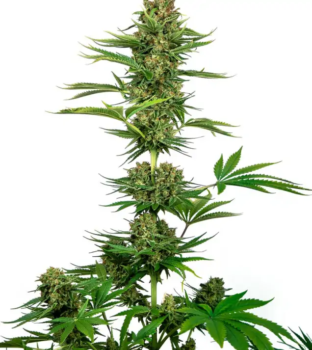 Satin Black Domina CBD – Sensi Seeds Satin Black Domina CBD – Sensi Seeds