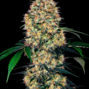 Slam Dank – Sensi Seeds
