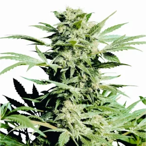 Shiva Skunk – Sensi Seeds