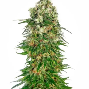 Shiva Skunk Auto – Sensi Seeds