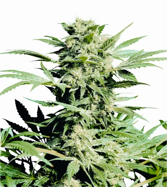Shiva Skunk – Sensi Seeds Shiva Skunk – Sensi Seeds