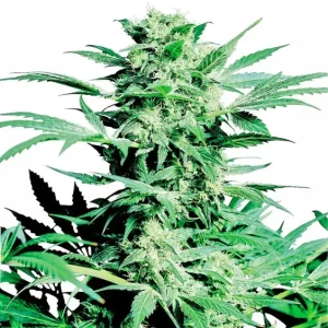 Silver Haze Regular – Sensi Seeds