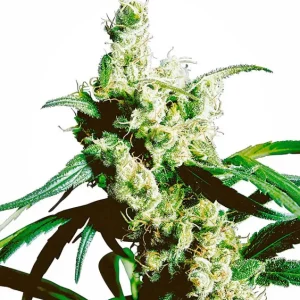 Skunk Kush Regular – Sensi Seeds