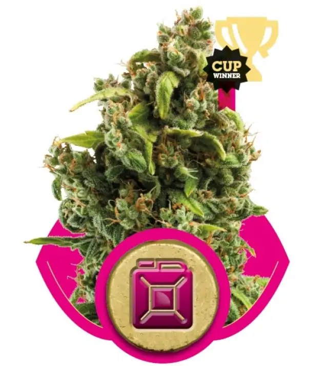 Sour Diesel – Royal Queen Seeds Sour Diesel – Royal Queen Seeds