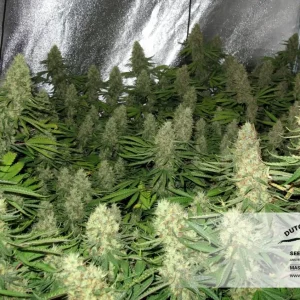 Soyuz OG Express – Kalashnikov Seeds
