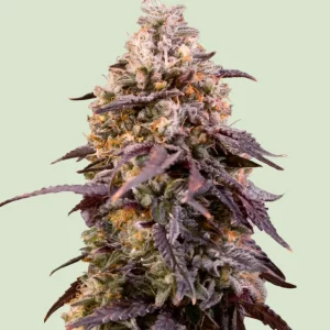 Pink Runtz Auto – Royal Queen Seeds