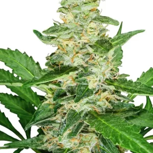 Super Skunk Auto – Sensi Seeds