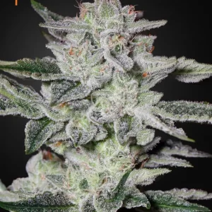 Sweet Valley Kush – Green House Seeds