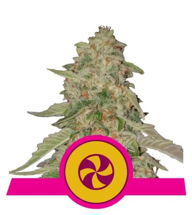 Sweet ZZ – Royal Queen Seeds Sweet ZZ – Royal Queen Seeds