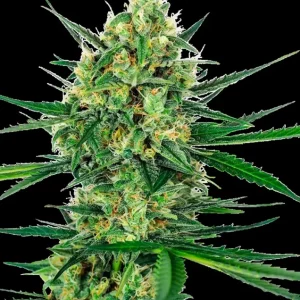 Mr. Nice G13 × Hash Plant Regular – Sensi Seeds