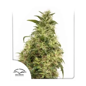 THC-Victory – Dutch Passion