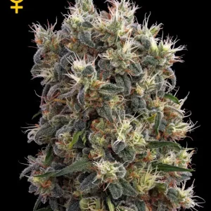 The Church – Green House Seeds
