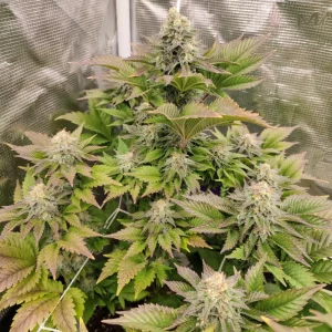 Tropical Tangie – Dutch Passion