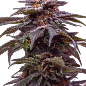 Mimosa – Royal Queen Seeds