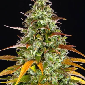 Watermelon Zkittlez Auto – Barney's Farm