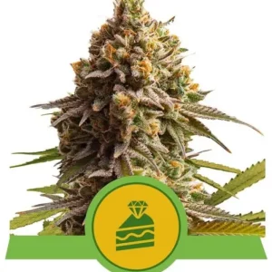 Wedding Cake Auto – Royal Queen Seeds